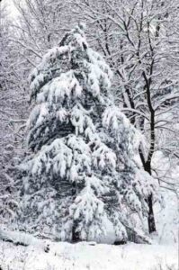 Country Lore: Free Christmas Tree Image
